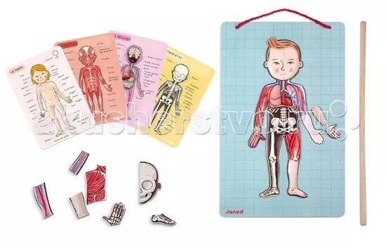 Janod Игра магнитная Тело человека на 11 иност. яз.