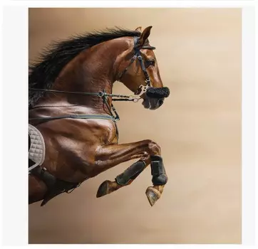 JoyArty Комплект тканевых салфеток Смелая лошадь 46x32 см 4 шт.
