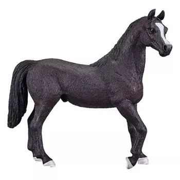 Konik Арабский жеребец вороной