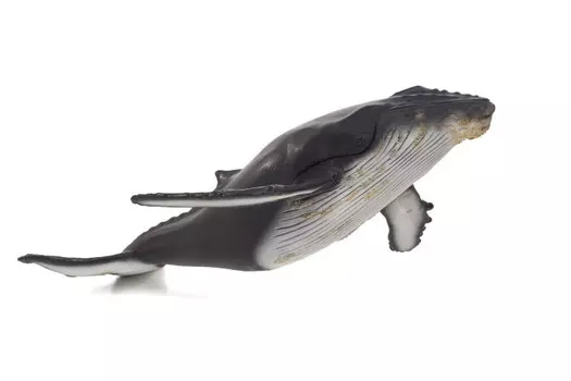 Konik Горбатый кит большой