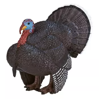 Konik Индейка самец