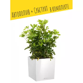 Lechuza Напольное кашпо с автополивом Cube 30 с субстратом 30х29.5х29.5 см 12 л