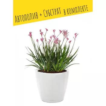 Lechuza Настольное кашпо с автополивом Classico 21 LS с субстратом 21.5х21.5х20.5 см 3 л