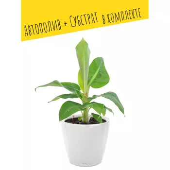 Lechuza Настольное кашпо с автополивом Classico 28 LS с субстратом 27.5х27.5х26 см 7 л