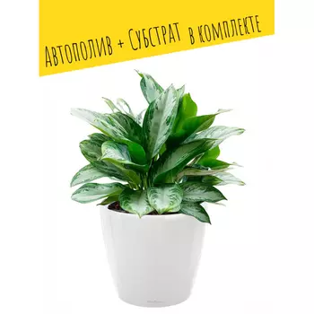 Lechuza Настольное кашпо с автополивом CLassico 35 LS с субстратом 34.5х32.5 см 13 л