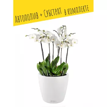 Lechuza Настольное кашпо с автополивом Classico Color 18 с субстратом 19х17 см 2.5 л