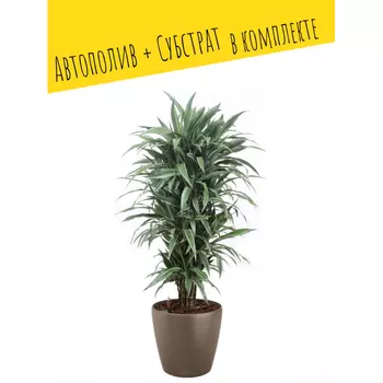 Lechuza Настольное кашпо с автополивом Classico Color 43 с субстратом 42х39.5 см 33 л