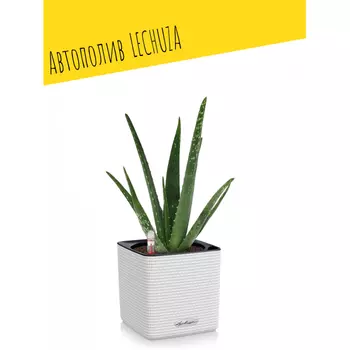 Lechuza Настольное кашпо с автополивом Cube Color 14 14х14х14 см