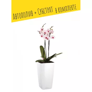 Lechuza Настольное кашпо с автополивом Mini-Cubi с субстратом 18х9х9 см 0.8 л