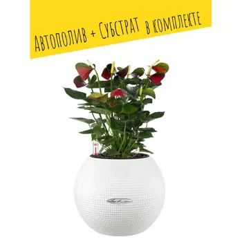 Lechuza Настольное кашпо с автополивом Puro 20 с субстратом 20х16 см 1.2 л