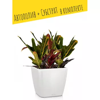 Lechuza Настольное кашпо с автополивом Quadro 28 LS с субстратом 28х28х26 см 9 л