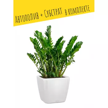 Lechuza Настольное кашпо с автополивом Quadro 43 LS с субстратом 43х43х39 см 32 л