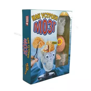 Маэстро Игровой набор Как устроен мозг