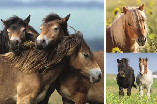 Ravensburger Пазл Пони 3х49 деталей