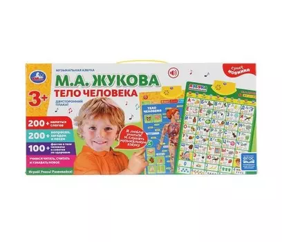 Умка Плакат двусторонний Музыкальная азбука Тело человека 48 шт.