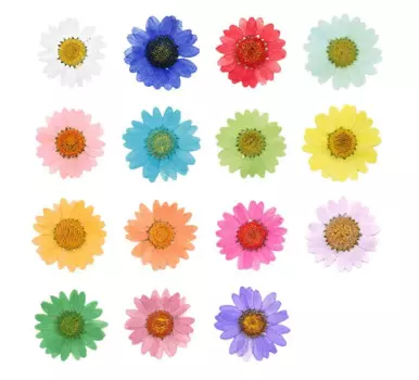 120pcs Pressed Press Dried Daisy Dry Flower Plants For Epoxy Resin Pendant Necklace Jewelry Making Craft DIY Accessories