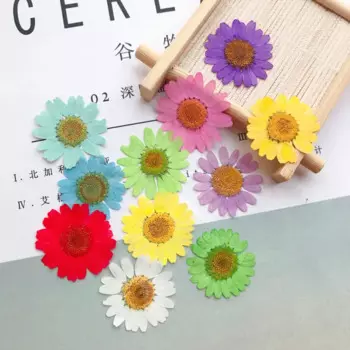 120pcs Pressed Press Dried Daisy Dry Flower Plants For Epoxy Resin Pendant Necklace Jewelry Making Craft DIY Accessories