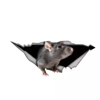 13X5 см крыса 3D наклейка на автомобиль для домашних животных аксессуары для мотоцикла водонепроницаемая наклейка на окно автомобиля ПВХ, KR