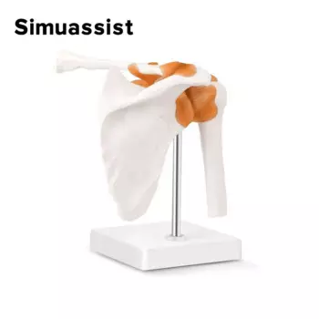 Анатомическая модель плечевого сустава человека