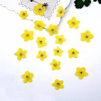 2025 дешевый не забывайте меня цветок для DIY наполнителя материал растений 1 лот/200 шт.