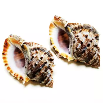 2 штуки ракушек Bufonaria Crumena для декора