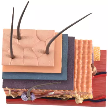 4D Анатомическая модель человека