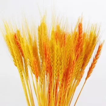 50Pcs Wheat Ear Barley Dried Flower Barley Pastoral Wedding Decoration Shooting Props Immortal Flower Accessories Wholesale