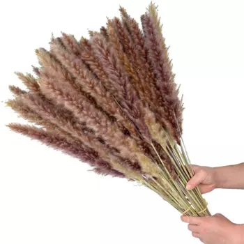 60pcs Pantas Sechees Naturelles Dekoration Pampas Grass Flower Reeds Dry Bulrush Bouquet Phragmites Home Decor Decoration