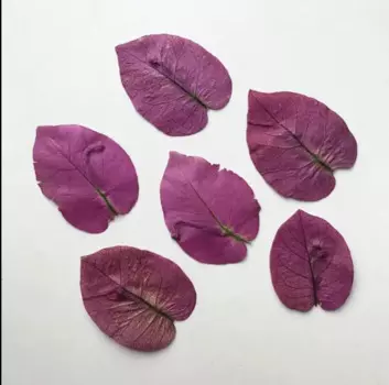 60pcs Pressed Dried Bougainvillea glabra Petals Flower For Epoxy Resin Jewelry Making Nail Art Craft DIY Accessories