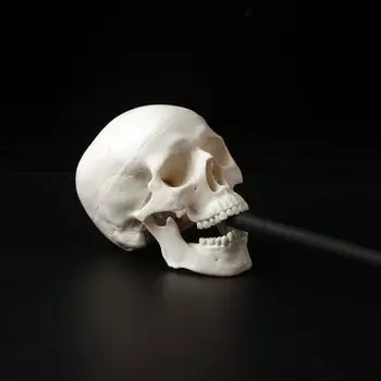 Анатомическая головка с черепом KOQZM