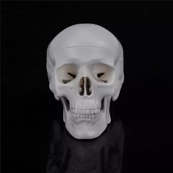 Анатомическая модель черепа SDJZT