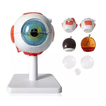 Анатомическая модель глаза ciiizaoo