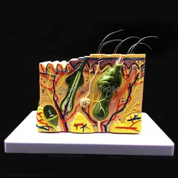 Анатомическая модель кожи PLLCUTE