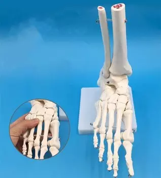 Анатомическая модель стопы ciiizaoo