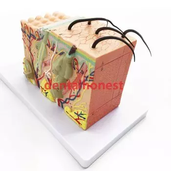 Анатомическая модель волосяного фолликула QSWTITAN