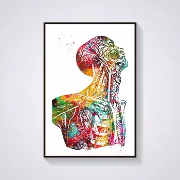 Анатомический плакат ReachMani