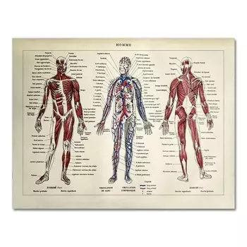 Анатомический скелет, картина на холсте, AliPaint