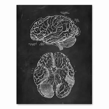 Анатомия человека плакат AliPaint