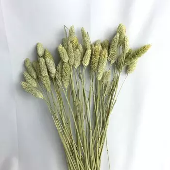 Букет из сушеного кроличьего хвоста 50 шт.