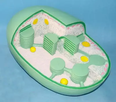 Chloroplast структура сравнительная модель завод анатомическая Учебная модель бесплатная доставка