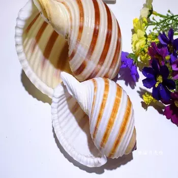 Декоративная ракушка для аквариума