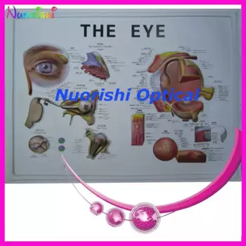 E4604 модель глазного яблока детской модели с подробной инструкцией на английском и китайском языках Самая низкая стоимость доставки!