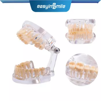 Easyinsmile зубная стандартная модель типоне демонстрационная прозрачная модель зубов
