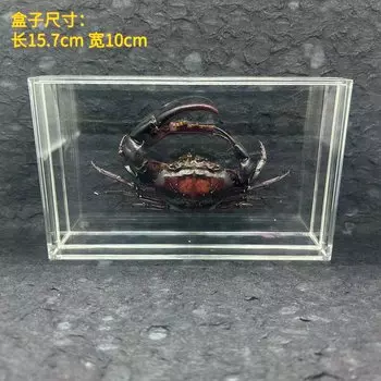 Фоторамка с настоящим крабом