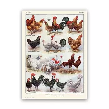Французские куры и петухи, постер на холсте, wall's tale