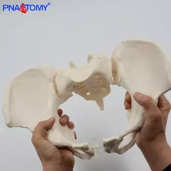 Гибкая модель женского таза PNATOMY 1:1