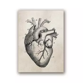 Художественная печать на холсте "Анатомический скелет", Ilan grace