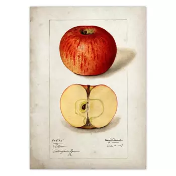 Художественный постер с фруктами Fine Comma