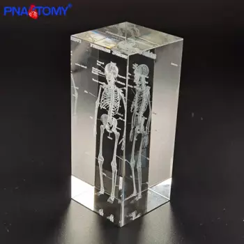 Кристальный скелет PNATOMY