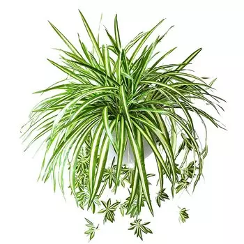 Искусственные растения хлорофитум CHENAO